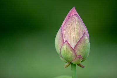 Pink tulips,
